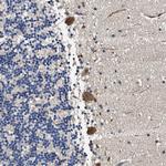 FICD Antibody in Immunohistochemistry (Paraffin) (IHC (P))