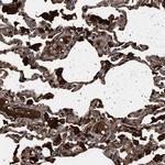 FICD Antibody in Immunohistochemistry (Paraffin) (IHC (P))