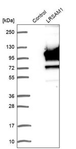 LRSAM1 Antibody in Western Blot (WB)