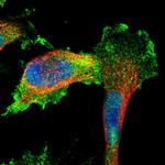 Niban-like protein Polyclonal Antibody