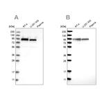 Niban-like protein Antibody in Western Blot (WB)