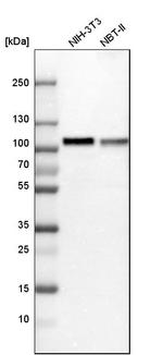 Niban-like protein Antibody in Western Blot (WB)