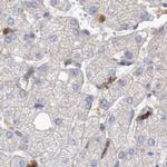 NSP5 Antibody in Immunohistochemistry (IHC)