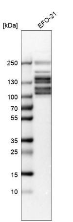 NSP5 Antibody in Western Blot (WB)