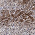 RNF208 Antibody in Immunohistochemistry (Paraffin) (IHC (P))