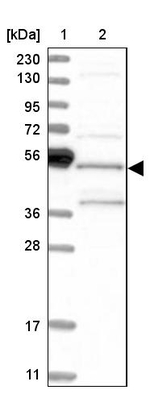SH3GLB2 Antibody in Western Blot (WB)