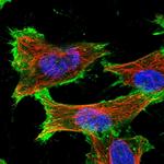 SLC16A3 Polyclonal Antibody