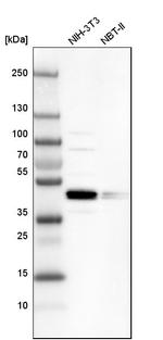 SMAP2 Antibody in Western Blot (WB)