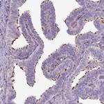 C9orf117 Antibody in Immunohistochemistry (Paraffin) (IHC (P))