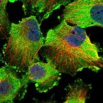 C9orf117 Antibody in Immunocytochemistry (ICC/IF)