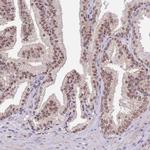 FAM120AOS Polyclonal Antibody