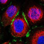 ELMO3 Polyclonal Antibody