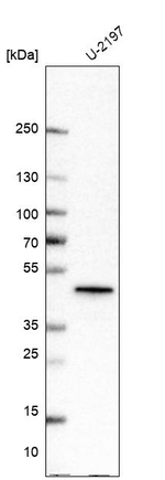 SH3GL1 Antibody in Western Blot (WB)