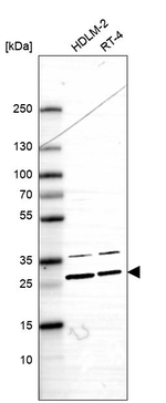 APOBEC3H Antibody in Western Blot (WB)
