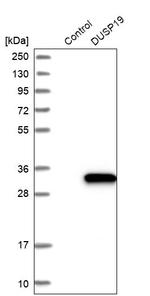 DUSP19 Antibody in Western Blot (WB)