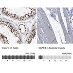SFRS15 Antibody