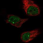 ZBTB5 Antibody in Immunocytochemistry (ICC/IF)