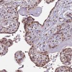 ZBTB5 Antibody in Immunohistochemistry (Paraffin) (IHC (P))