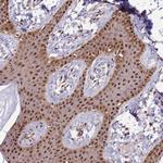 ZBTB5 Antibody in Immunohistochemistry (Paraffin) (IHC (P))