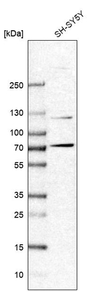 ZBTB5 Antibody in Western Blot (WB)