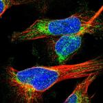 GANP Polyclonal Antibody