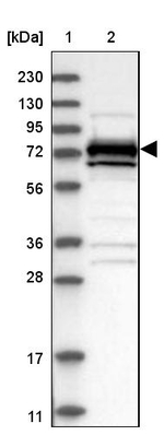 MEKK2 Antibody in Western Blot (WB)