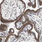 TPK1 Antibody in Immunohistochemistry (Paraffin) (IHC (P))