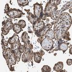 MAK10 Antibody in Immunohistochemistry (Paraffin) (IHC (P))