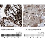 ZBTB10 Antibody