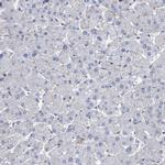 SLC43A2 Antibody in Immunohistochemistry (IHC)