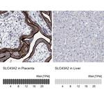 SLC43A2 Antibody