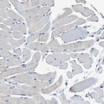 ANKFN1 Antibody in Immunohistochemistry (Paraffin) (IHC (P))