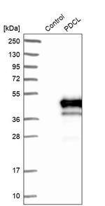 PHLP Antibody in Western Blot (WB)