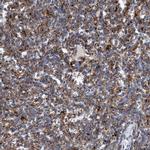 TRIM65 Antibody in Immunohistochemistry (IHC)