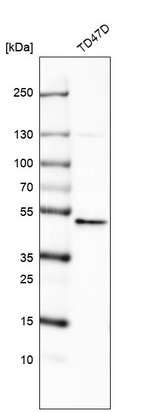 RNF135 Polyclonal Antibody