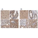 SCO1 Polyclonal Antibody