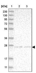 NT5C Antibody in Western Blot (WB)