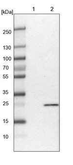 NT5C Antibody in Western Blot (WB)
