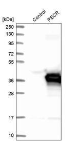 PECR Antibody in Western Blot (WB)