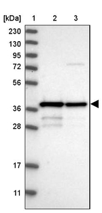 MRM1 Antibody in Western Blot (WB)