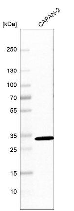 HSD17B11 Antibody in Western Blot (WB)