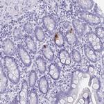 GIP Polyclonal Antibody