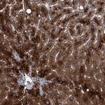 RIBC1 Polyclonal Antibody