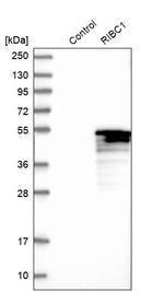RIBC1 Antibody in Western Blot (WB)