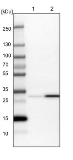 C17orf25 Antibody in Western Blot (WB)