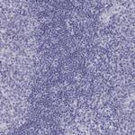 Actin-like 7A Polyclonal Antibody