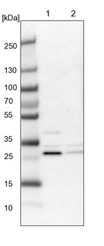 CCDC44 Antibody in Western Blot (WB)