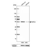 PMPCA Antibody