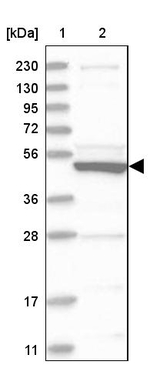 P3 Antibody in Western Blot (WB)
