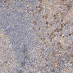 INTS1 Antibody in Immunohistochemistry (Paraffin) (IHC (P))